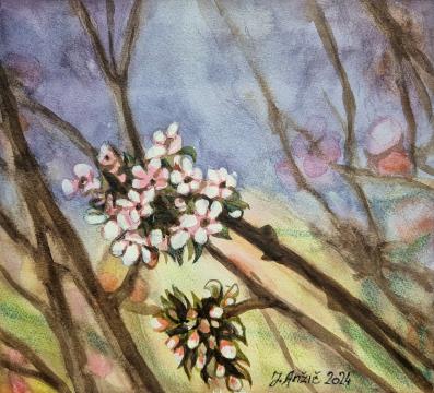 Dren cveti (Akvarel - 26x23) Jožef Anžič